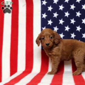 Perchinie, Mini Goldendoodle Puppy